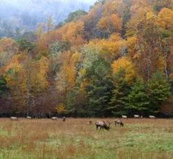 Elk,grazing,in,autumn,pasture